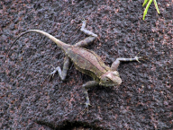 Adult lizard Tropidurus sp. (French Guiana)
